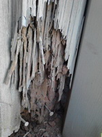 Termite Damage